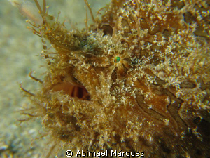 Triated Frogfish, with breathing, to give birth, Aguadill... by Abimael Márquez 